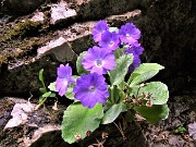 Primula albenensis (Primula del Monte Alben) – 12magg22-FOTOGALLERY